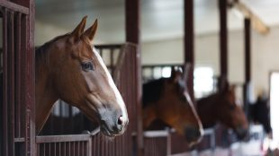 Row of Horses in Stables