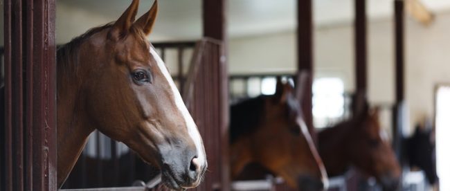 Row of Horses in Stables