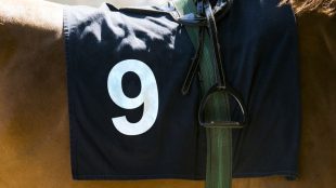 Horse with Number 9 Saddle Cloth