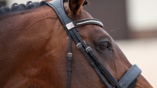 Portrait of Horse with Braided Mane