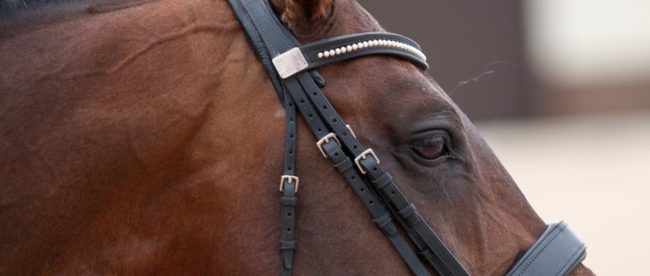 Portrait of Horse with Braided Mane