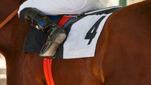 Chestnut Horse Number 4