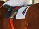 Chestnut Horse Number 4