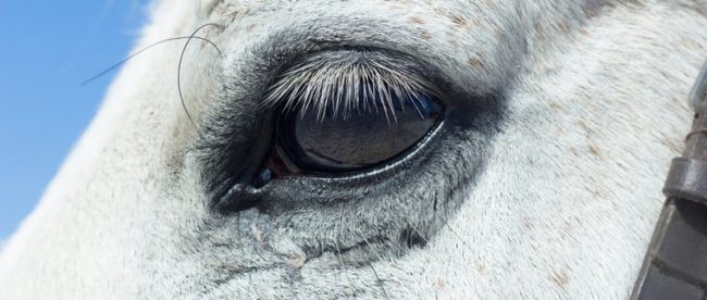 Eye of Grey Horse Against Blue Sky