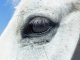 Eye of Grey Horse Against Blue Sky