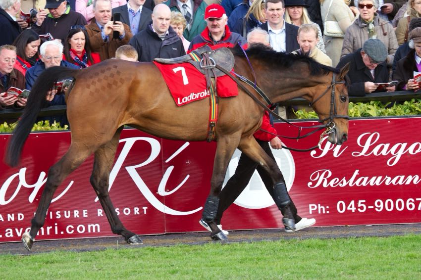 Quevega race horse